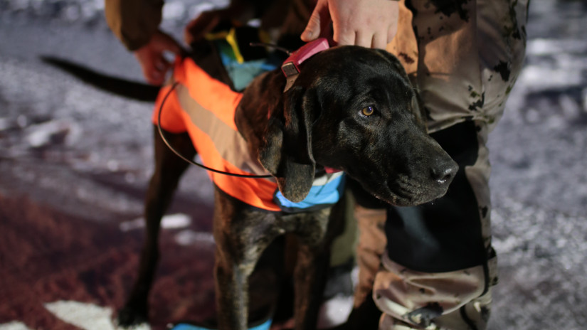 Koiraa valmistellaan susijahtiin.