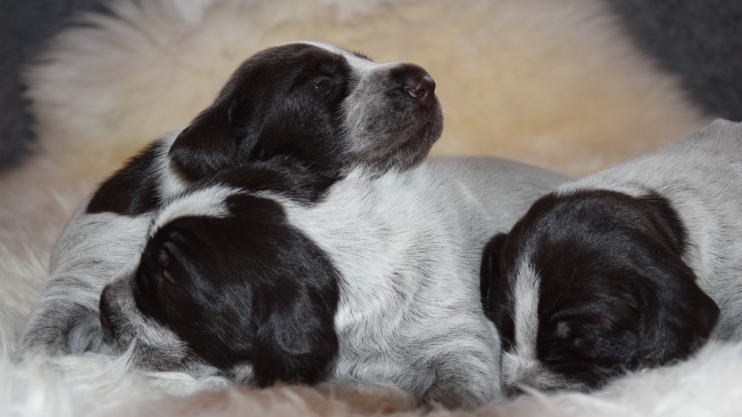 Kolme nukkuvaa koiranpentua.