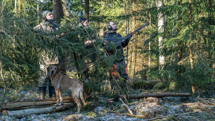 Kolme mets&auml;st&auml;j&auml;&auml; ja koira varislintujahdissa.
