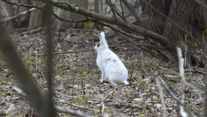 Olisi pitänyt sittenkin odottaa. Kuva: Mervi Kunnasranta.