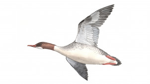 Isokoskelo lennossa.