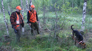 Karhukoiran tärkein ominaisuus on jäljitystaito. Paljaan maan aikaan koirilla on suuri rooli jo pelkästään jälkien etsinnässä.