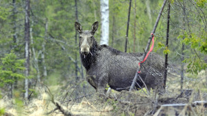 Hirven korvat ovat uskomattomat. Ne ovat noin 30–35 senttimetriä pitkät, ja hirvi voi kääntää niitä toisistaan riippumatta. Toisen korvan voi siis suunnata eteen- ja toisen taaksepäin.