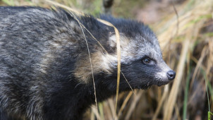 Kettuja ja supikoiria tarvitaan edelleen rabiesseurannan näytteiksi