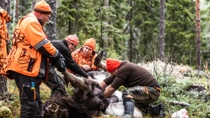 hirven avaaminen maatossa