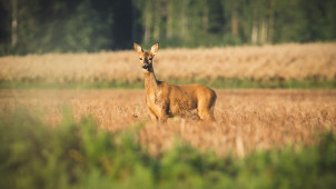Karttaa tutkien metsästäjä voi melko helposti paikallistaa mahdollisia riistan suosimia ruokailualueita, ja lähteä tutkimaan niitä ympäröivää maastoa. 