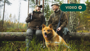 suomenpystykorva metsällä