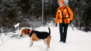 Hyväkäytöksinen ja tottelevainen beaglenarttu Maliskan Pipsa on rodun tuore Naisten Ajovoittaja ja Junnuhaukut -kilpailujen voittaja. Kasvattaja ja toinen omistaja Anneli Malinen on ylpeä Pipsan hyvistä metsästysominaisuuksista.
