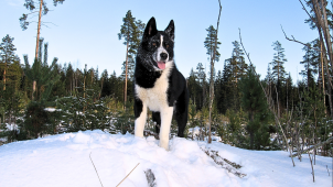Omaan alueeseen on hyvä tutustua niin hyvin kuin mahdollista ja selvittää etukäteen riskit, uskaltaako koiran kanssa lähteä metsälle. Lumessa susien jäljet on helpompi havaita.