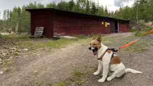 Totuttelu laukausten ääniin aloitetaan riittävän kaukaa. Kolmekuinen pohjanpystykorvanpentu Poku suhtautuu laukauksiin niin välinpitämättömästi, että voi olla jo ampumaradalla asti kuuntelemassa pauketta. Harjoittelu lähinnä nukuttaa sitä.