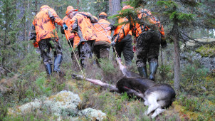 Hirviporukka vetää kaadettua hirveä.