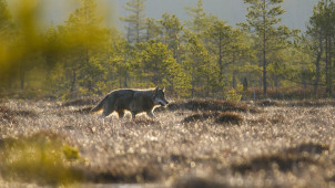 Aikuinen susi suolla.