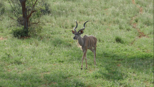 Kudu Namibiassa.
