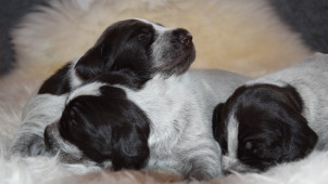 Kolme nukkuvaa koiranpentua.