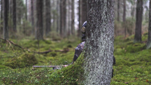 Mets&auml;st&auml;j&auml; passissa.