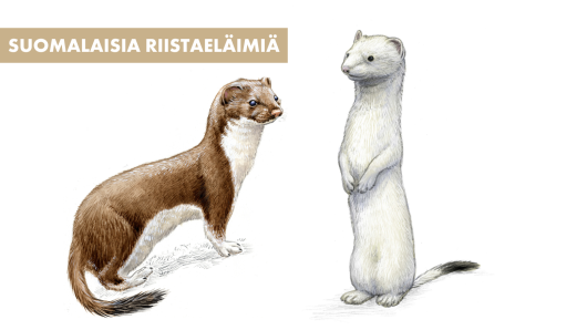 Talvella kärpän turkki vaihtuu valkoiseksi niin, että vain hännän- ja kuononpää ovat mustat. 