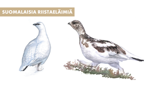 kiiruna piirrettynä
