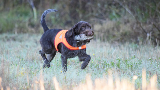 Sirkka-koira suoritti kylmän linnun noudon kokeessa Junkkarissa.